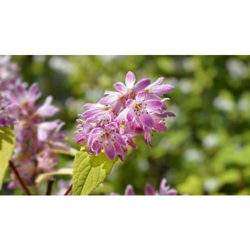 Rózsás gyöngyvirágcserje - Deutzia purpurascens 'Kalmiiflora' - Konténeres