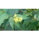 Butterfly kénszínű sárgalonc - Diervilla sessilifolia 'Butterfly' - Konténeres