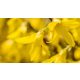 Marée d'Or törpe aranyvessző - Forsythia viridissima 'Marée d'Or' - Konténeres