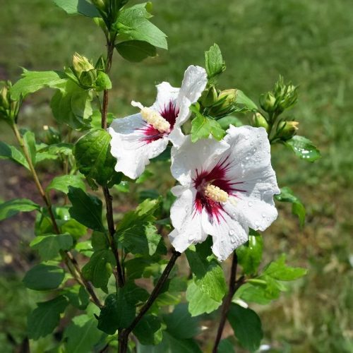 Red Heart mályvacserje - Hibiscus syriacus ’Red Heart’ - Konténeres