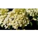 Fehér virágú cserjés hortenzia - Hydrangea paniculata 'Unique' - Konténeres