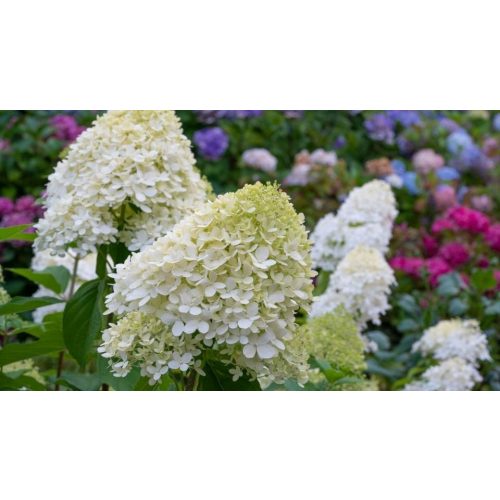 Fehérvirágú cserjés hortenzia - Hydrangea paniculata 'Kyushu' - Konténeres