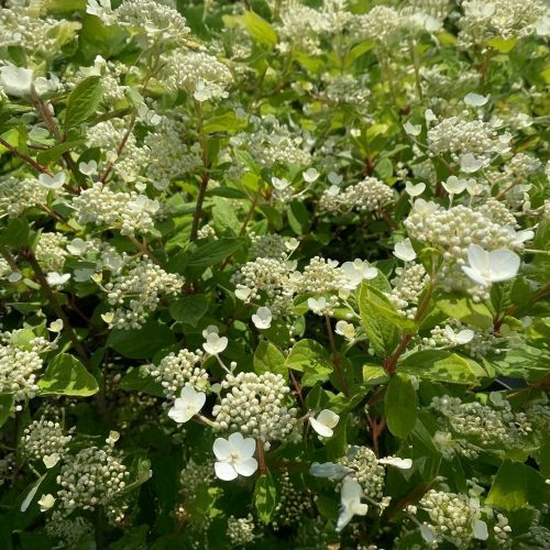 Kétszínű bugás hortenzia - Hydrangea paniculata 'Early Sensation'® - Konténeres