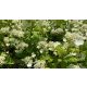 Kétszínű bugás hortenzia - Hydrangea paniculata 'Early Sensation'® - Konténeres