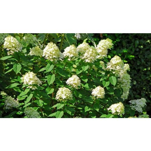 Krémvirágú kerti hortenzia - Hydrangea paniculata 'Bobo'® - Konténeres