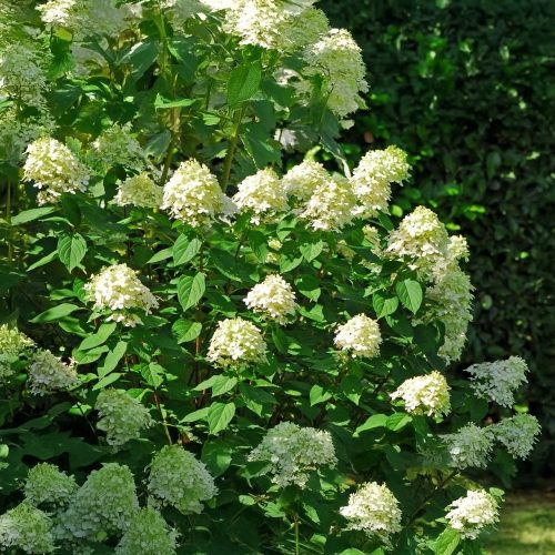 Krémvirágú kerti hortenzia - Hydrangea paniculata 'Bobo'® - Konténeres
