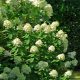 Krémvirágú kerti hortenzia - Hydrangea paniculata 'Bobo'® - Konténeres