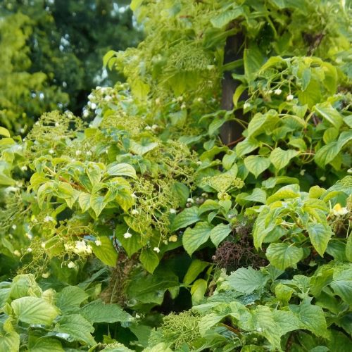 Petiolaris kúszó hortenzia - Hydrangea anomala 'Petiolaris' - Konténeres
