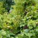 Petiolaris kúszó hortenzia - Hydrangea anomala 'Petiolaris' - Konténeres