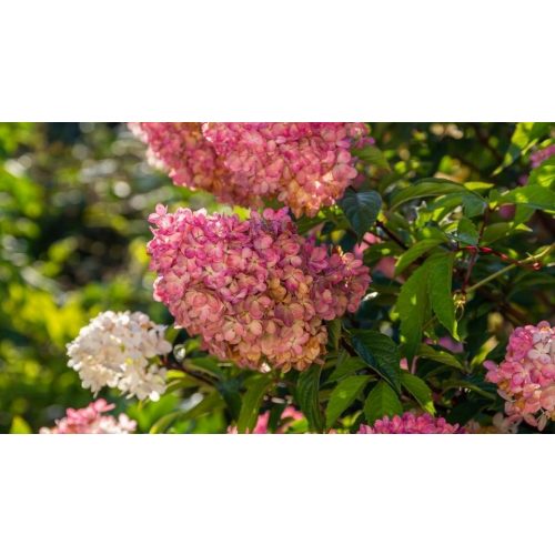 Rózsaszín kúpvirágú cserjés hortenzia - Hydrangea paniculata 'Pinky-Winky'® - Konténeres