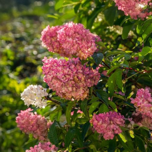Rózsaszín kúpvirágú cserjés hortenzia - Hydrangea paniculata 'Pinky-Winky'® - Konténeres