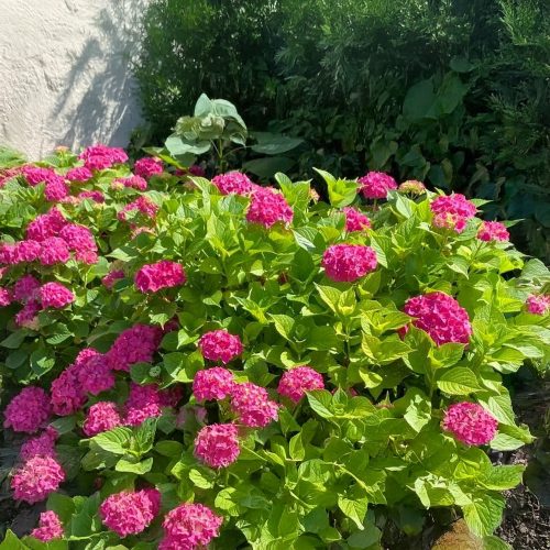 Rózsaszín virágú kerti hortenzia - Hydrangea macrophylla 'Sibilla' - Konténeres
