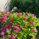 Rózsaszín virágú kerti hortenzia - Hydrangea macrophylla 'Sibilla' - Konténeres