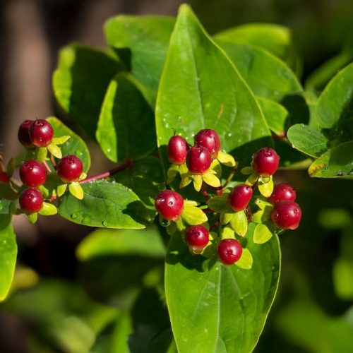 Piros bogyós orbáncfű - Hypericum inodorum 'Elstead' - Konténeres