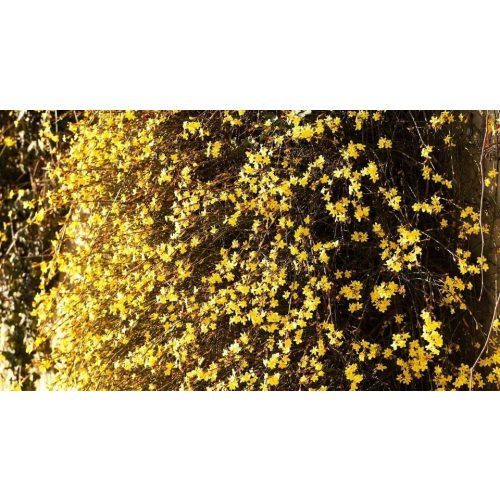 Téli jázmin - Jasminum nudiflorum - Konténeres