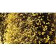 Téli jázmin - Jasminum nudiflorum - Konténeres