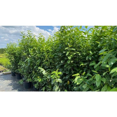 Oszlopos babérmeggy - Prunus laurocerasus 'Genolia'® - Konténeres