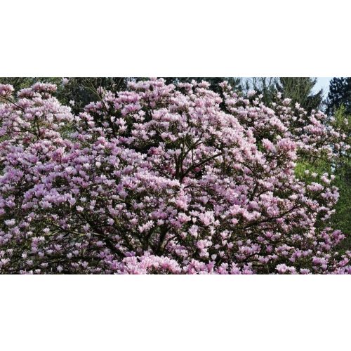 Rustica Rubra liliomfa - Magnolia x soulangeana 'Rustica Rubra' - Konténeres