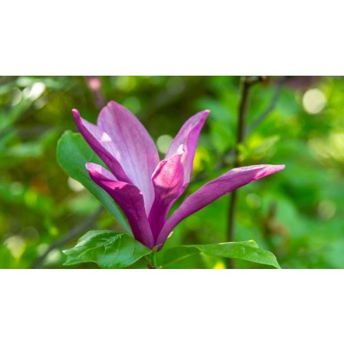 Susan nagyvirágú liliomfa - x Magnolia 'Susan' - Konténeres