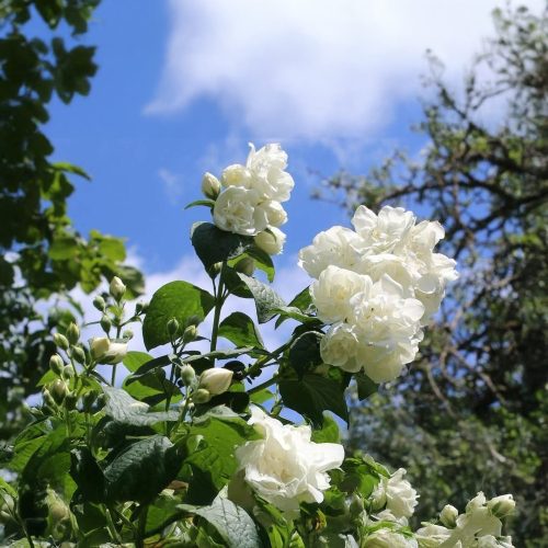 Teltvirágú törpe jezsámen - Philadelphus 'Manteau d'Hermine' - Konténeres