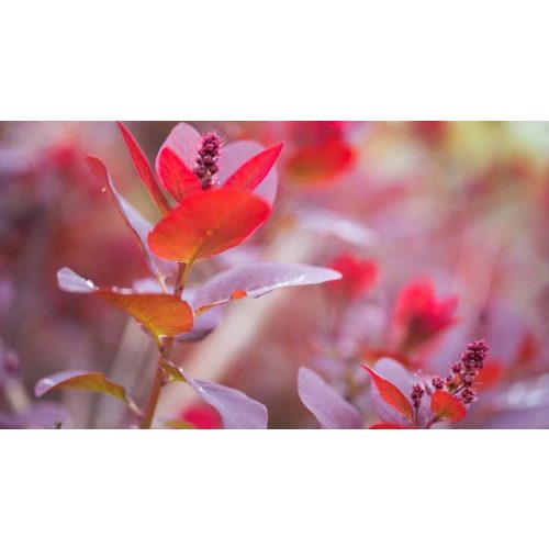 Little Red Robin korallberkenye - Photinia x fraseri 'Little Red Robin' - Konténeres