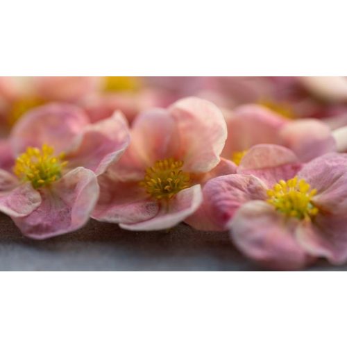 Lovely Pink cserjéspimpó - Potentilla fruticosa 'Lovely Pink' ® - Konténeres