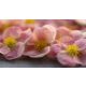 Lovely Pink cserjéspimpó - Potentilla fruticosa 'Lovely Pink' ® - Konténeres