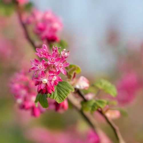 Vérvörös ribiszke - Ribes sanguineum 'Pulborough Scarlet' - Konténeres
