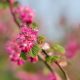 Vérvörös ribiszke - Ribes sanguineum 'Pulborough Scarlet' - Konténeres