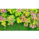 Aranyos törpe gyöngyvessző - Spiraea japonica 'Golden Princess' - Konténeres