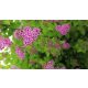 Rózsás törpe gyöngyvessző - Spiraea japonica 'Little Princess' - Konténeres