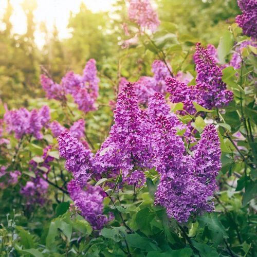 Ludwig Spaeth orgona - Syringa vulgaris 'Andenken an Ludwig Spath' - Konténeres