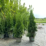 Smaragd tuja - Thuja occidentalis 'Smaragd' - Konténeres