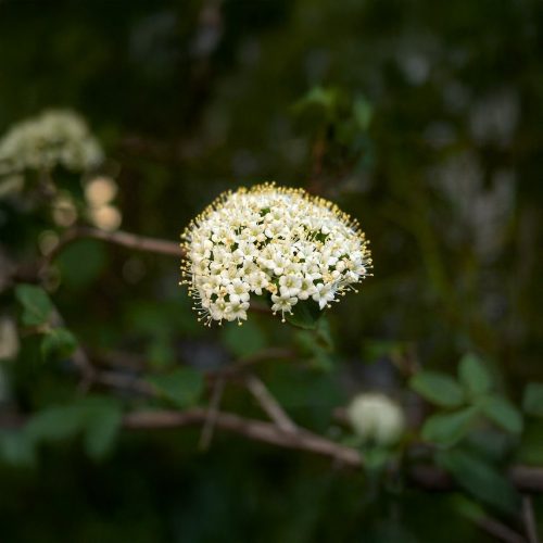 Ostorménbangita - Viburnum lantana - Konténeres