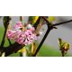 Rózsás kikeleti bangita - Viburnum x bodnantense 'Dawn' - Konténeres