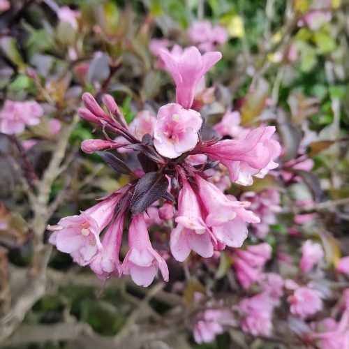 Bordó levelű rózsalonc - Weigela florida 'Alexandra' ® - Konténeres