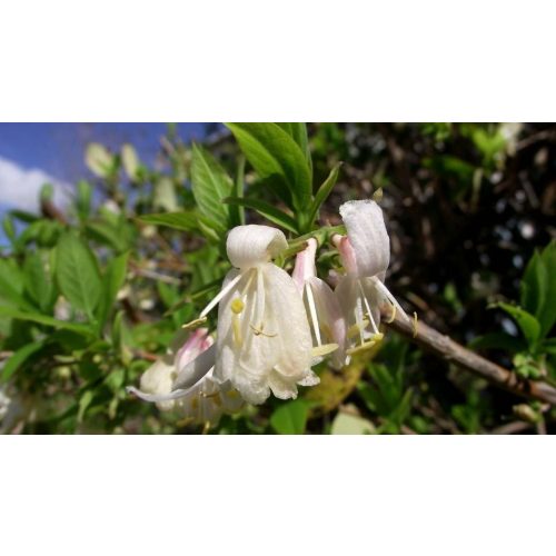 Fehérvirágú rózsalonc - Weigela florida 'Alba' - Konténeres