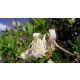 Fehérvirágú rózsalonc - Weigela florida 'Alba' - Konténeres