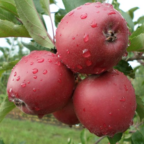 Bay 3341® piros belű alma - Konténeres