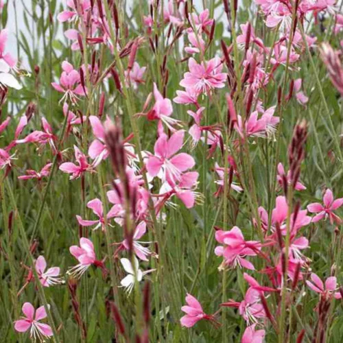 Oenothera (syn. Gaura) lindheimeri 'Siskiyou Pink' - Rózsás évelő díszgyertya