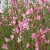 Oenothera (syn. Gaura) lindheimeri 'Siskiyou Pink' - Rózsás évelő díszgyertya