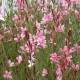 Oenothera (syn. Gaura) lindheimeri 'Siskiyou Pink' - Rózsás évelő díszgyertya
