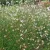 Oenothera (syn. Gaura) lindheimeri 'Whirling Butterflies' - Fehér évelő díszgyertya