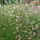 Oenothera (syn. Gaura) lindheimeri 'Whirling Butterflies' - Fehér évelő díszgyertya