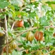 Hinnonmaki Red rezisztens piros bogyójú magas törzsű köszméte - Szabadgyökeres