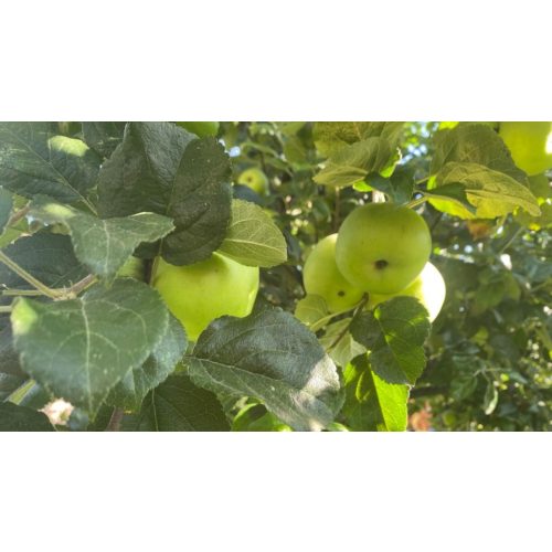 Batul alma - Szabadgyökeres