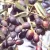 Olajfa - Olea europea ’Leccino’ - Törzses - Konténeres