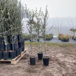 Olajfa - Olea europea ’Leccino’ - Törzses - Konténeres