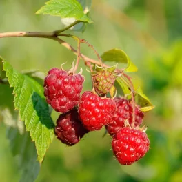 Polana folytontermő málna - Konténeres
