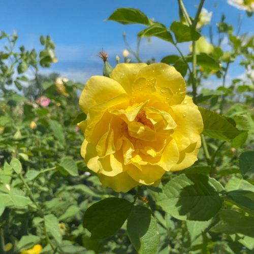 Rosa 'Golden Gate' - Golden Gate futórózsa - Konténeres